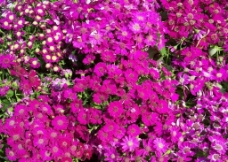 紫色花蕊图片