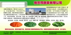 绿色蔬菜农产品蔬菜类企业展板设计psd源文件下载