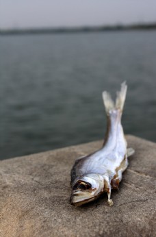 环保问题城市死鱼中的元素湖城市死鱼环保环境问题水泥