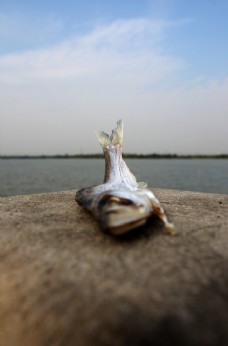 环保问题湖城市死鱼中的元素湖城市死鱼环保环境问题水泥
