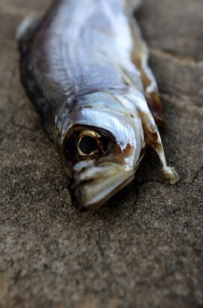 环保问题湖城市死鱼中的元素湖城市死鱼环保环境问题水泥