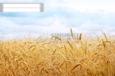 高清风景素材-成熟的麦田