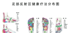 足部图足部反射区健康疗法分布图图片