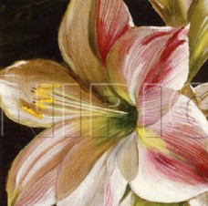 花卉油画70 ( 40厘米 X 40厘米 )