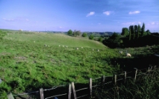 草原风景农场风情山羊马图片