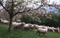 草原风景农场风情山羊桃园图片