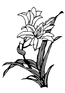 植物图案花纹0246
