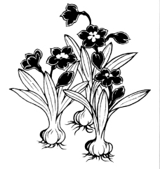 植物图案花纹0308