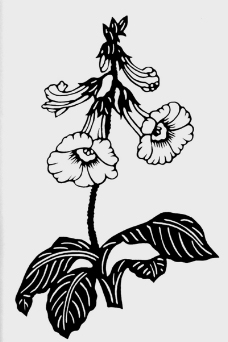 植物图案花纹0181