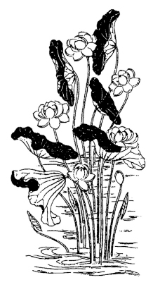 植物图案花纹0327