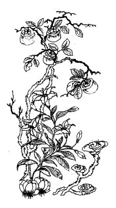 植物图案花纹0322