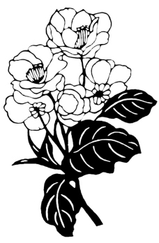 植物图案花纹0240