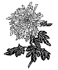 植物图案花纹0244