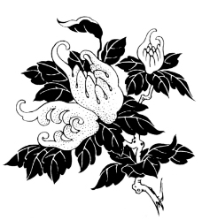 植物图案花纹0267