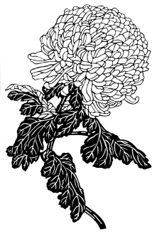 植物图案花纹0253