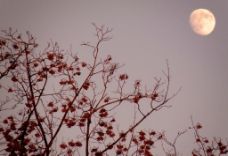 满月枯树红花图片