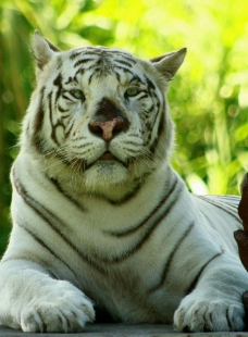 白老虎图片