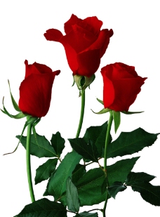 高清红玫瑰PSD分层素材(5朵)图片