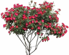 红玫瑰花（高清）图片