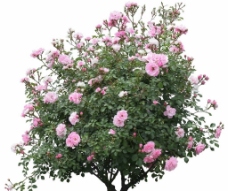粉色玫瑰花（高清）图片