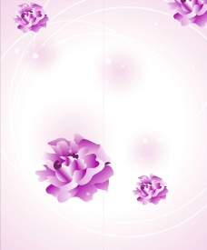 紫水晶花图片