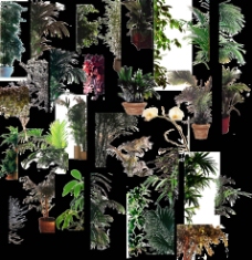室内植物室内半边装饰植物图片